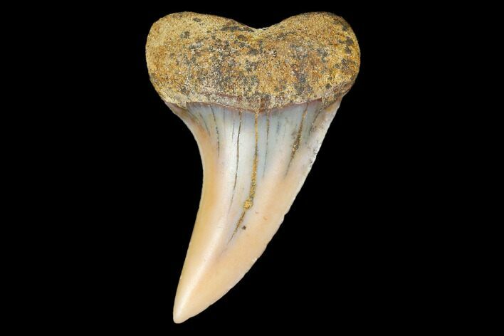 Colorful Mako/White Shark Tooth Fossil - Sharktooth Hill, CA #113898